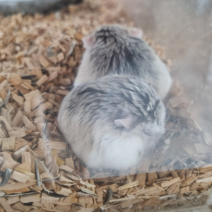 선불유심 삽니다