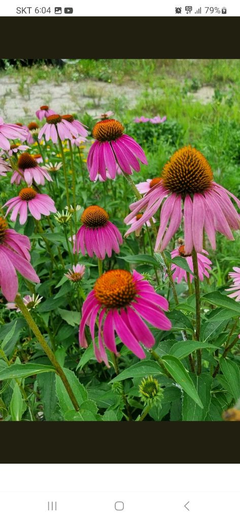 애키네시아 모종판매 노지월동 정원꾸미기 이미지