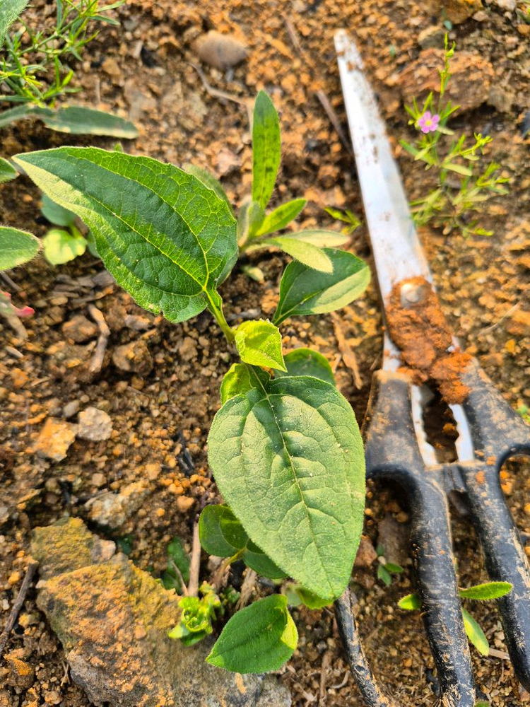 애키네시아 모종판매 노지월동 정원꾸미기 이미지