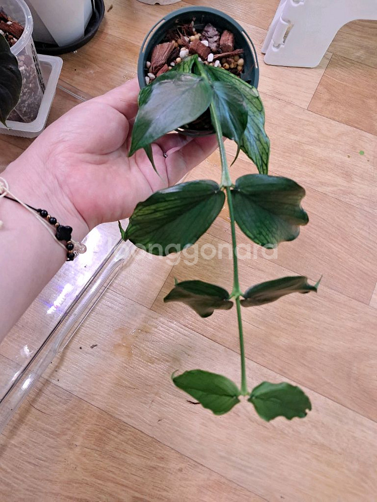 호야 폴리네우라 라운드폼--2