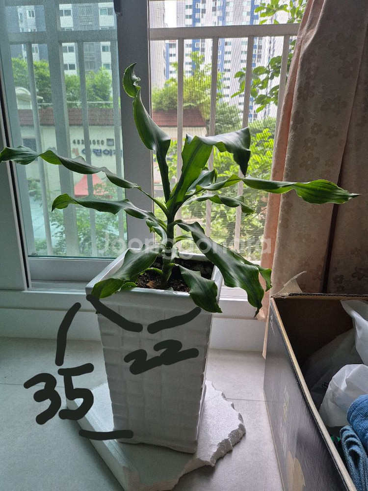 화초8종--2