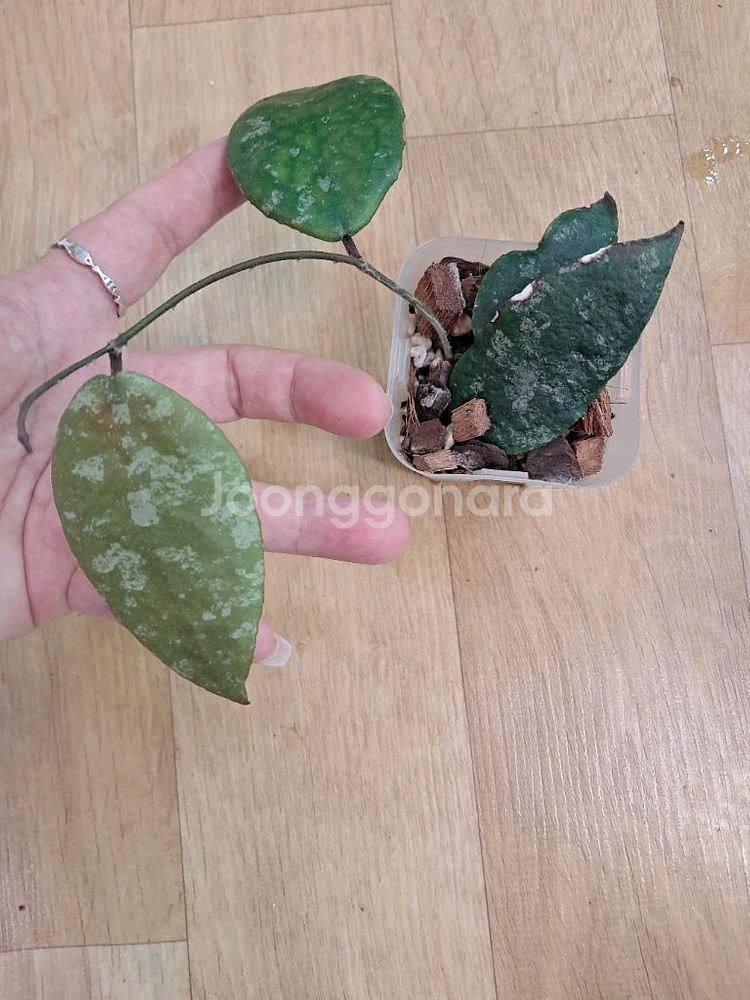 호야카우다타 골드--0