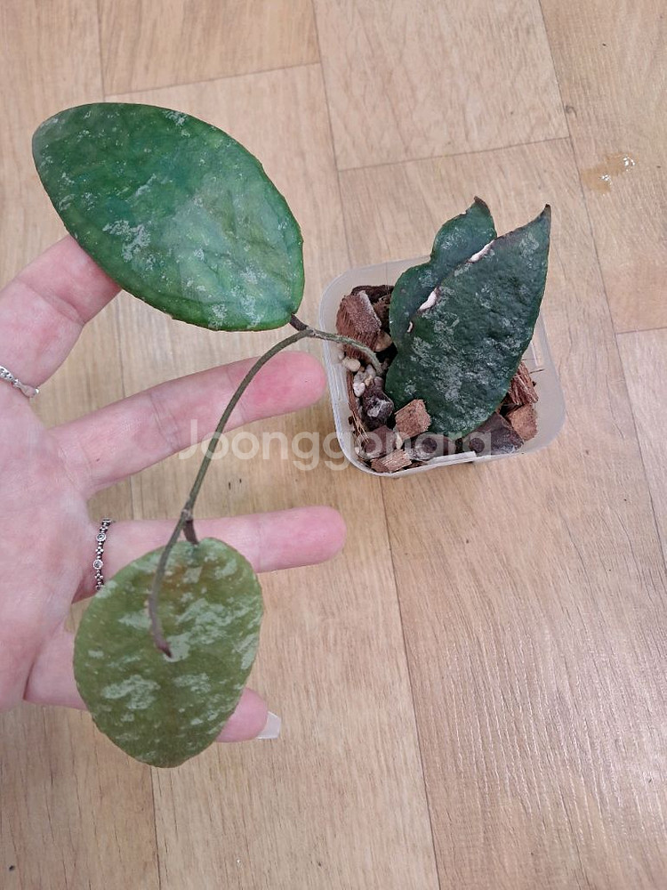 호야카우다타 골드--1