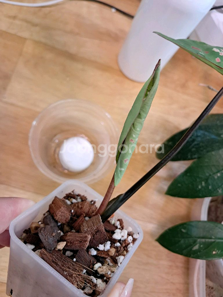 칼라디움억만장자--2