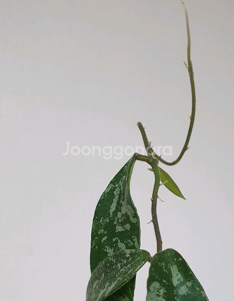 호야 푸와엔시스--2