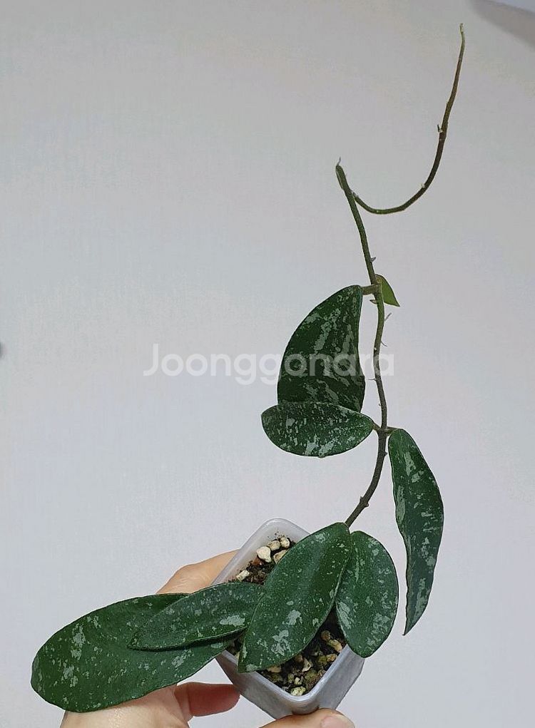 호야 푸와엔시스--3