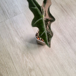 노빌리스 바리가타