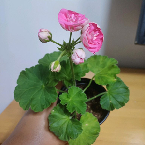 제라늄 마라차라우니차 마라차타우니차 러시아제라늄