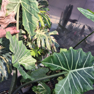 알로카시아 사리안 대품