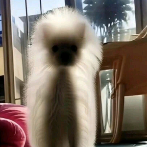 투명 고양이 피규어