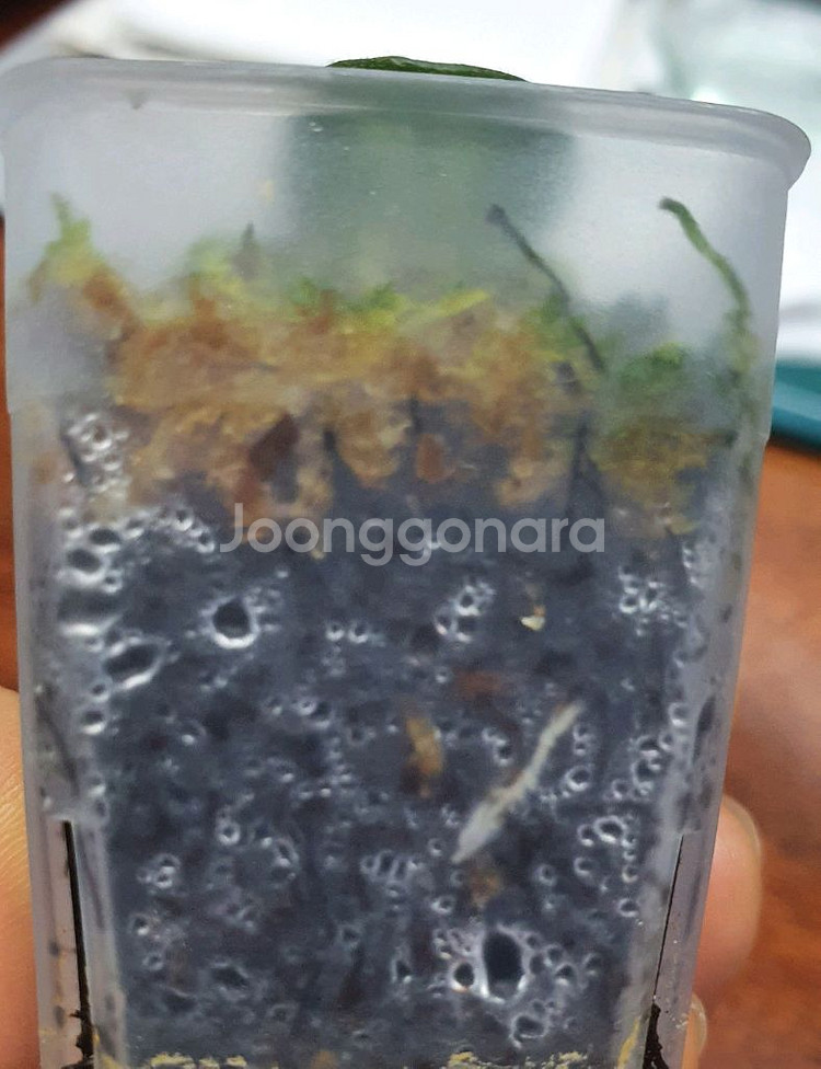 호야 마틸드 바리에가타--1