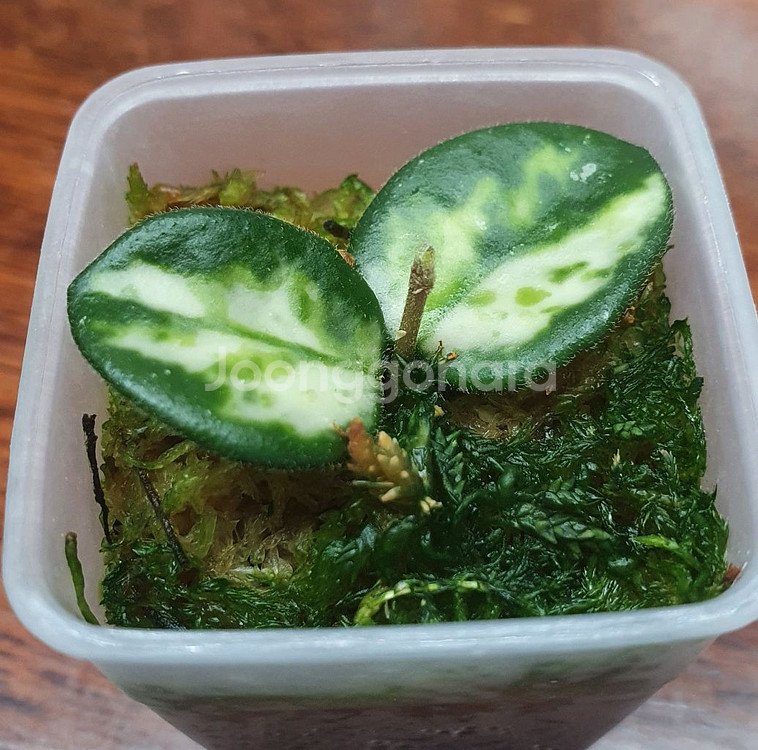 호야 마틸드 바리에가타--0
