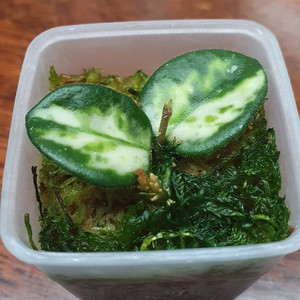 호야 마틸드 바리에가타