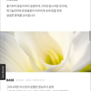 포맨트 코튼 딜라이트 부케 퍼퓸 새상품