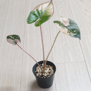 알로카시아 플럼배 바리에가타 (SS급 무천이)