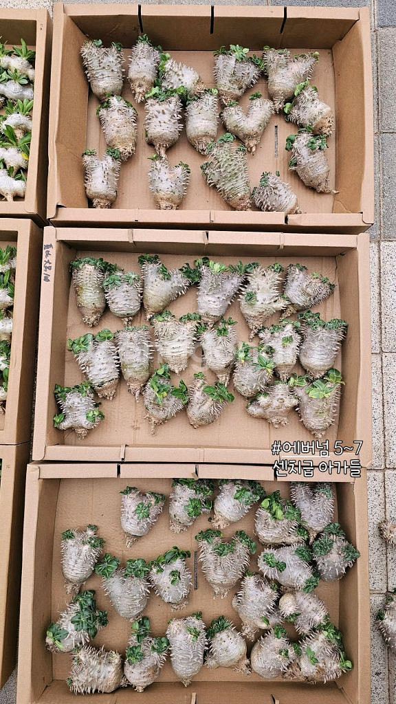 에버넘 브레비 비스피노숨 안카랜시스 실생 아프리카식물--2