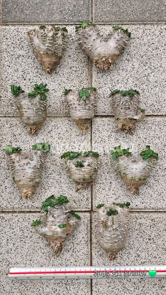 에버넘 브레비 비스피노숨 안카랜시스 실생 아프리카식물--0