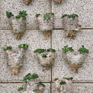 에버넘 브레비 비스피노숨 안카랜시스 실생 아프리카식물