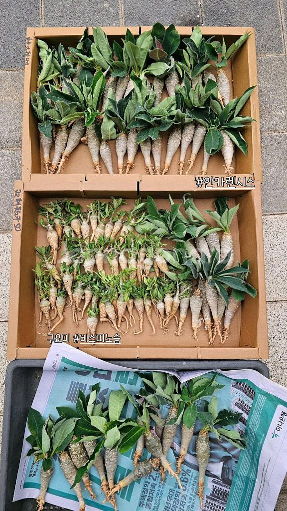 에버넘 브레비 비스피노숨 안카랜시스 실생 아프리카식물--4