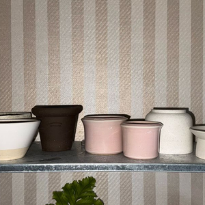 화분 일괄 판매합니다! 카네즈센, 로자니아, 아소브네