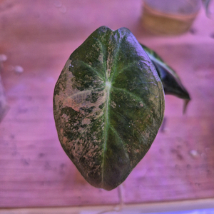 알로카시아 나이로비나이트 옐로우 바리에가타