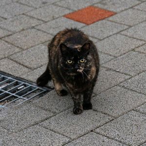레오포토 ly224c 삼각대 미개봉