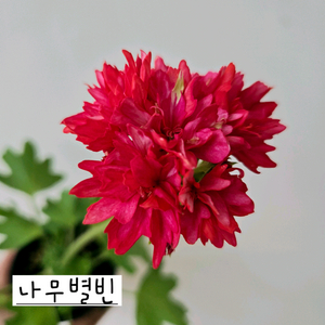 나무별빈 제라늄