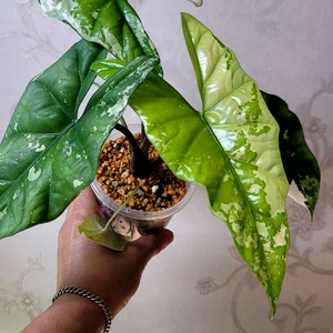 알로카시아 심포바리에가타