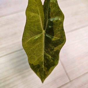 알로카시아푸세우도옐로우바리에가타