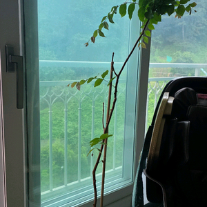 13년생 자보티카바 나무