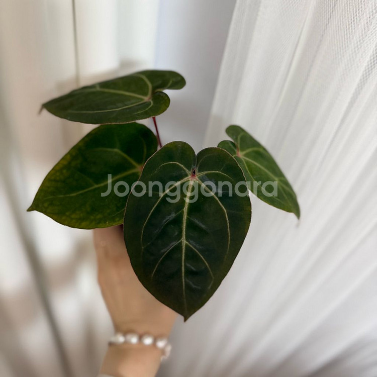 안스리움 파필x에오스포게티--1