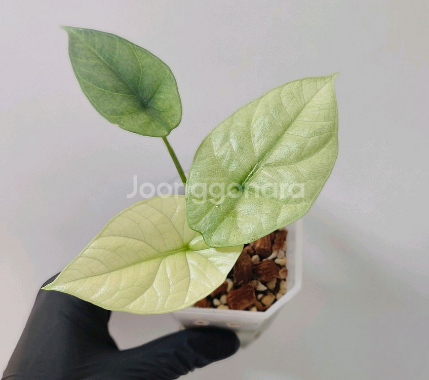 알로카시아 시누아타 민트--0