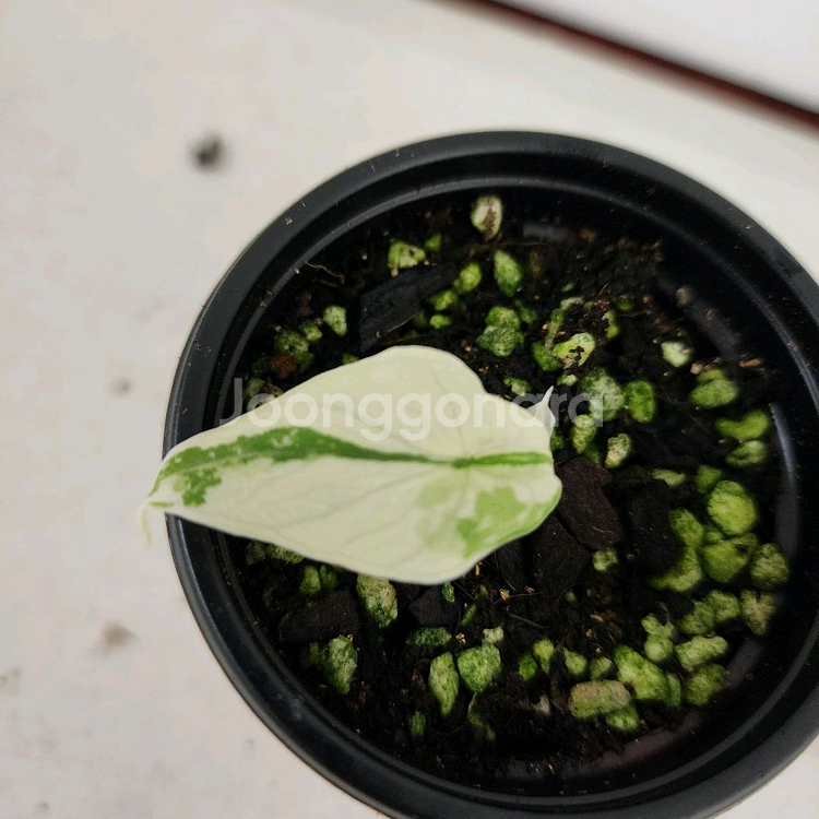 (7시까지)알로카시아 멜로 화이트 알보 바리에가타--2