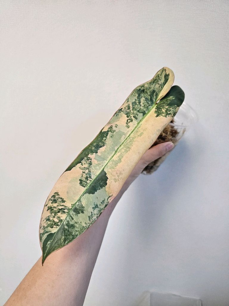 필로덴드론 아타바포엔스 핑크 국내 첫 번식--3