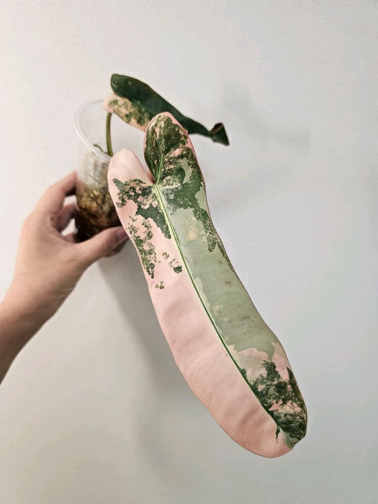 필로덴드론 아타바포엔스 핑크 국내 첫 번식--1