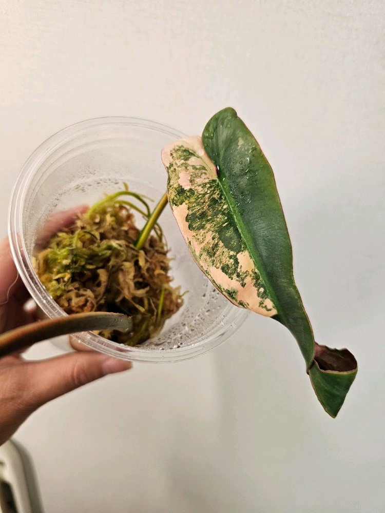 필로덴드론 아타바포엔스 핑크 국내 첫 번식--2