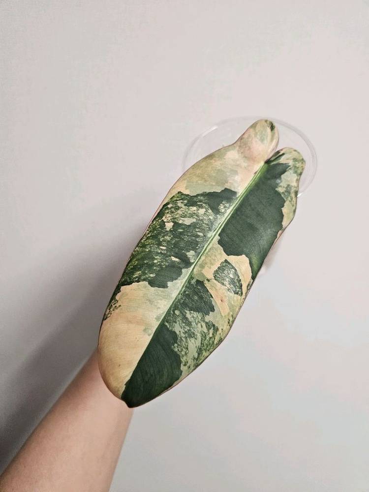 필로덴드론 아타바포엔스 핑크 국내 첫 번식--5