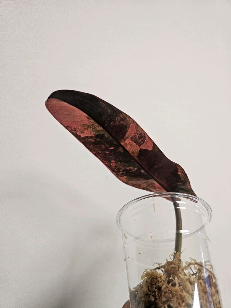 필로덴드론 아타바포엔스 핑크 국내 첫 번식--6