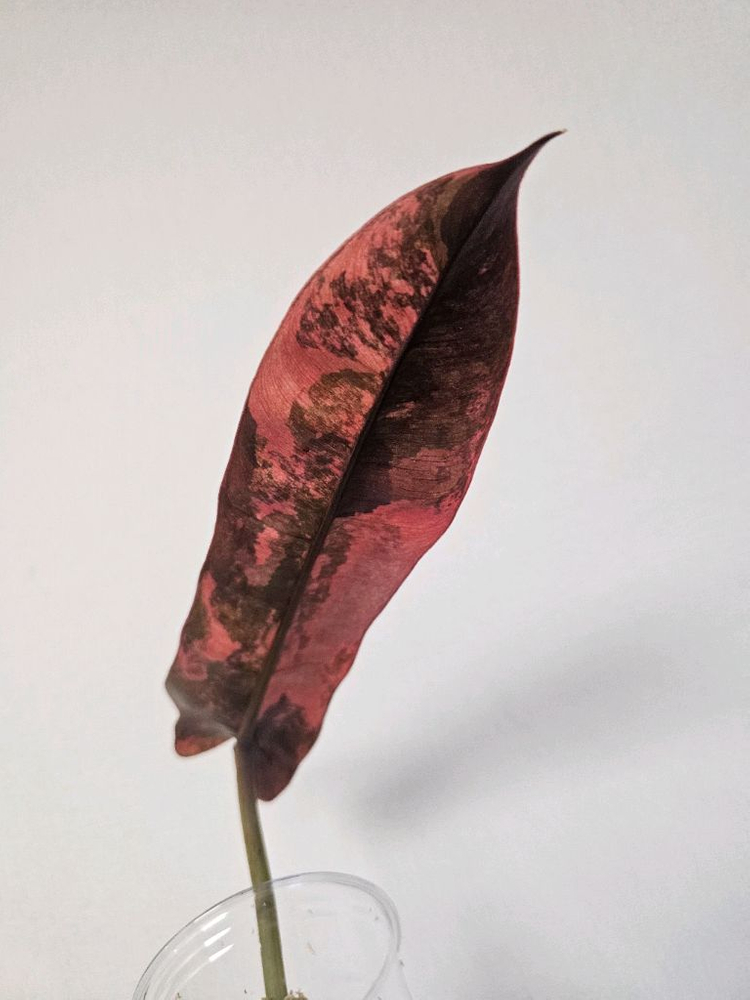 필로덴드론 아타바포엔스 핑크 국내 첫 번식--4