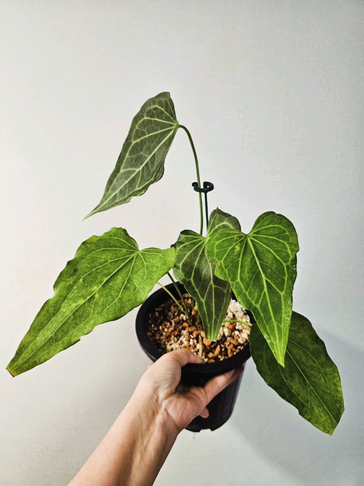 안스리움 델타포스 원종 모주--1