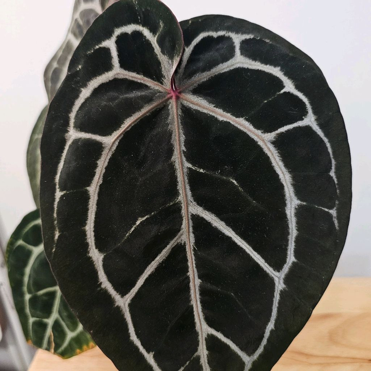 안스리움 미쉘x자라 모주--1