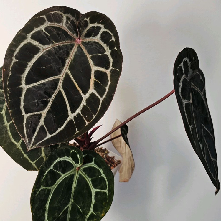 안스리움 미쉘x자라 모주--2