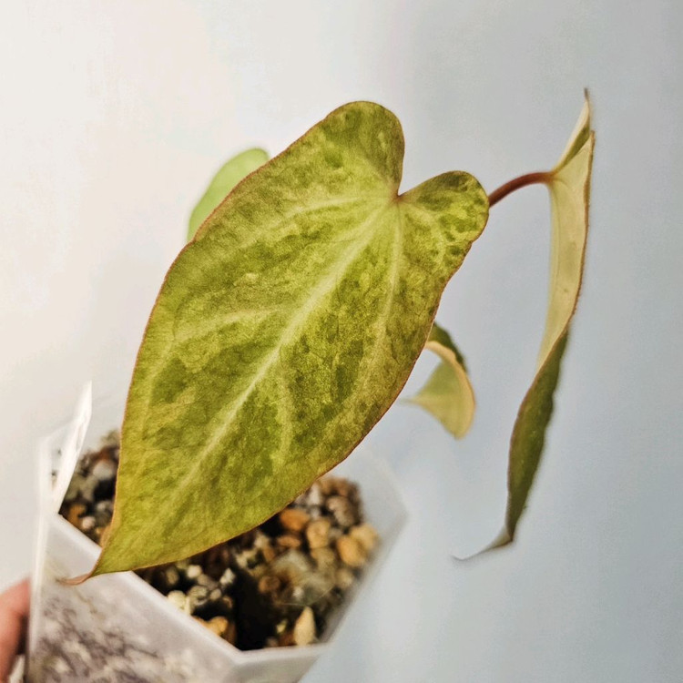 안스리움 다크피닉스 바리에가타--1