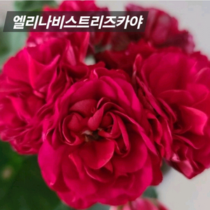 UG엘레나비스트리즈카야 러시아제라늄