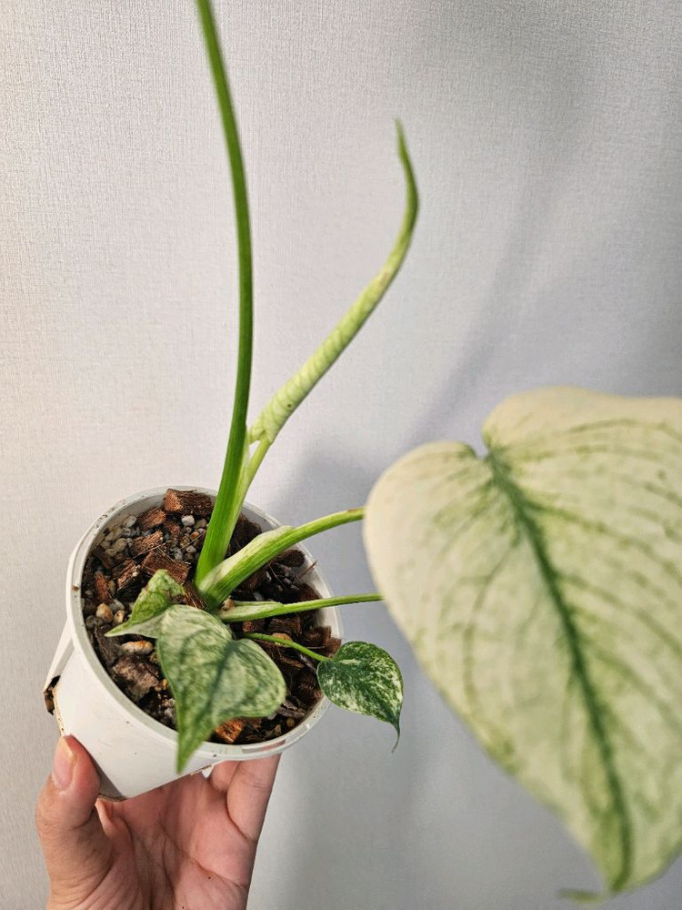 무늬최상 화이트 몬스터--4