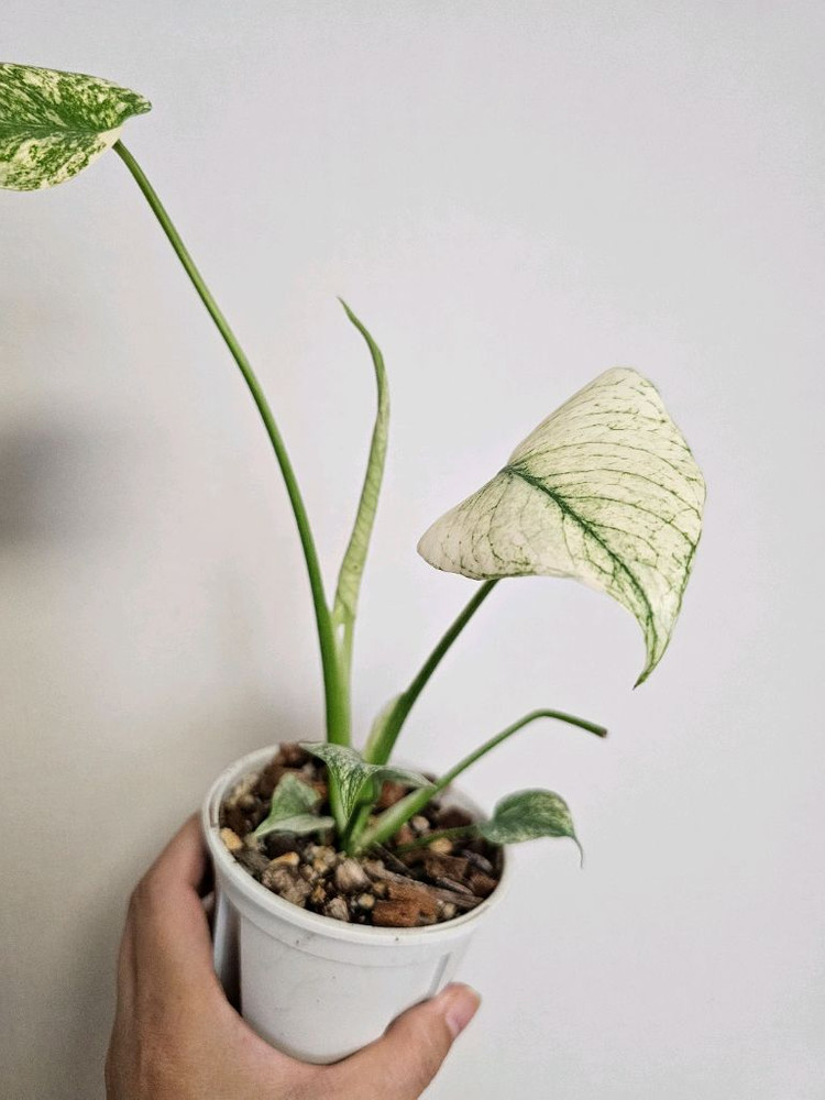 무늬최상 화이트 몬스터--1