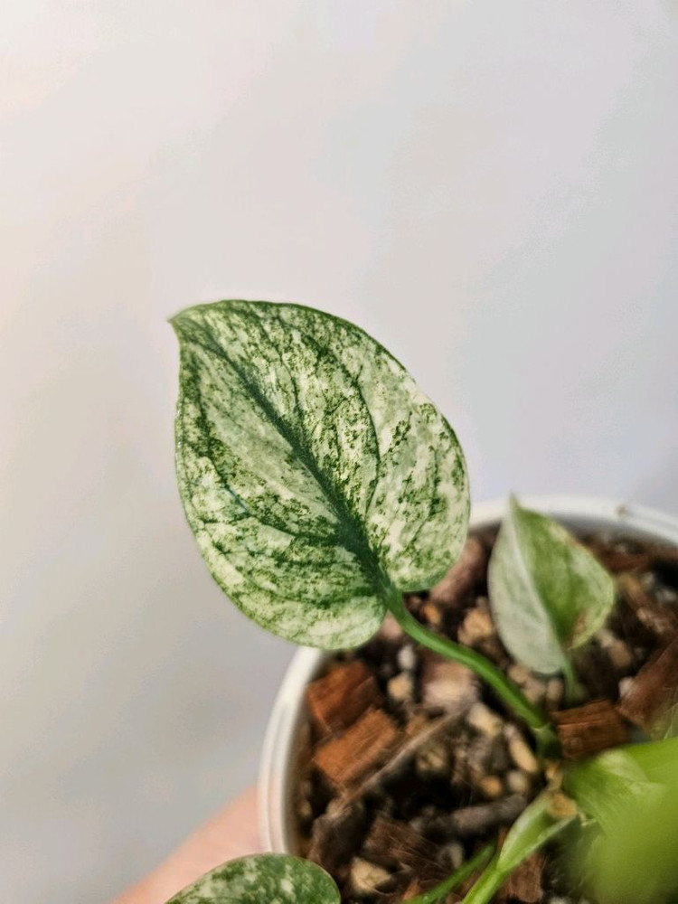 무늬최상 화이트 몬스터--5