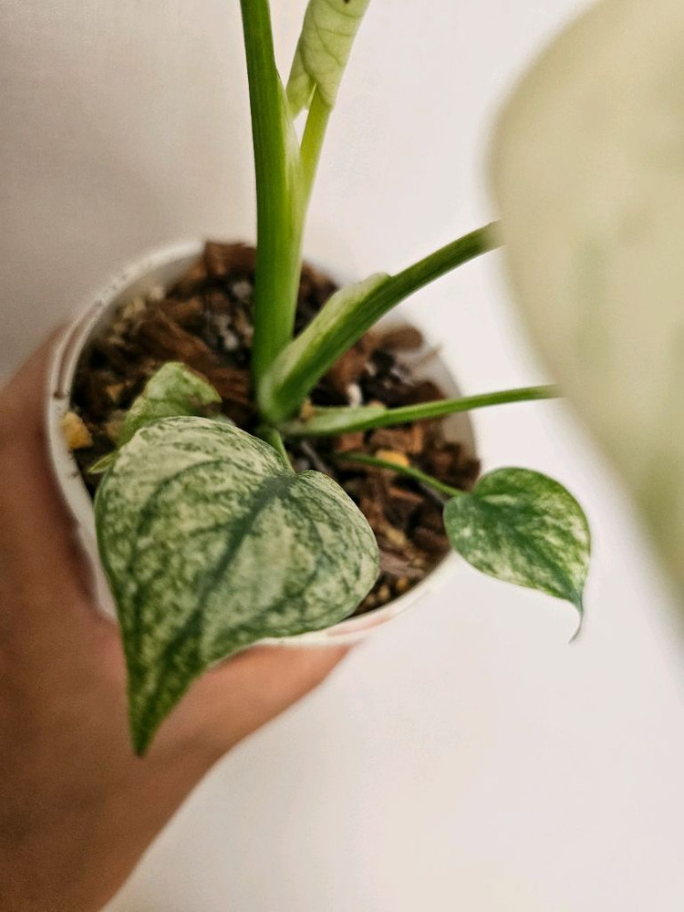 무늬최상 화이트 몬스터--2