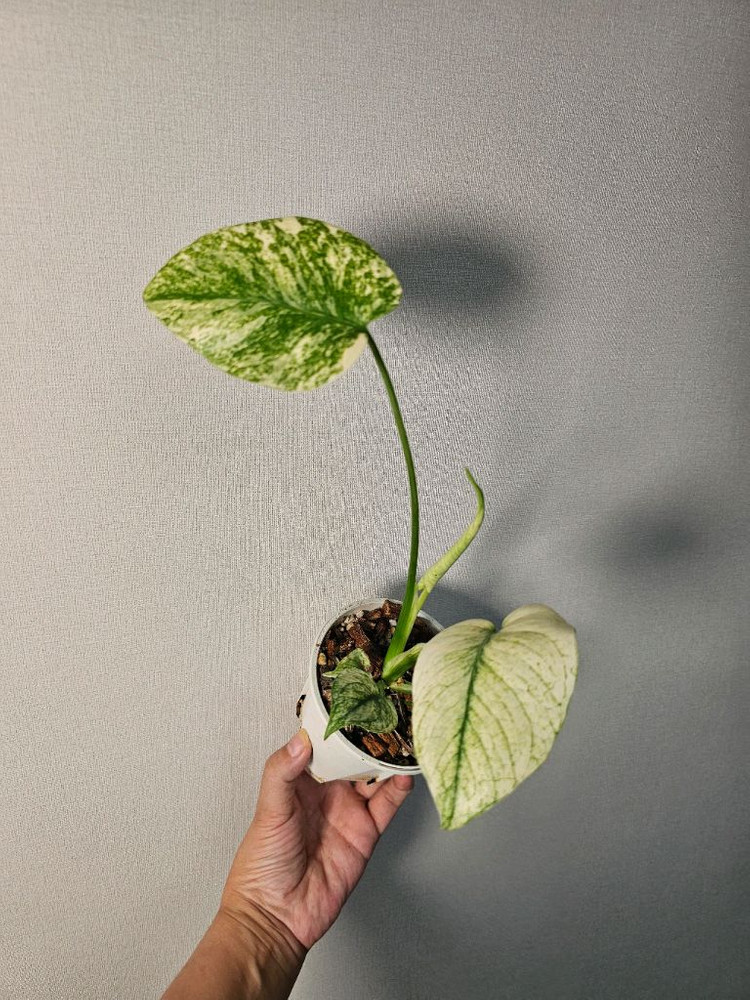 무늬최상 화이트 몬스터--3