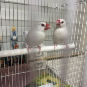 백문조 한쌍 분양